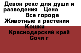 Девон рекс для души и разведения › Цена ­ 20 000 - Все города Животные и растения » Кошки   . Краснодарский край,Сочи г.